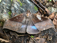 Ischyja manlia