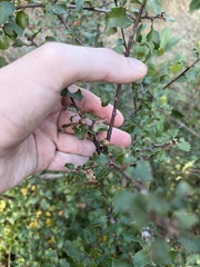 Disholcaspis prehensa