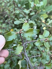 Disholcaspis prehensa