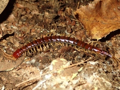 Scolopocryptopidae