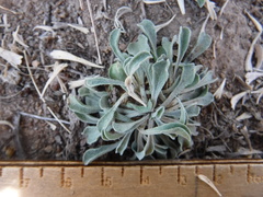 Townsendia florifera