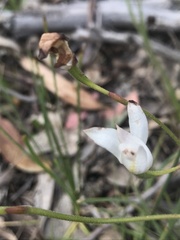 Caladenia catenata