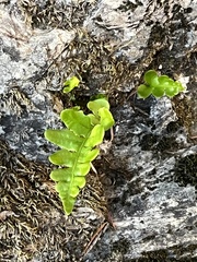 Polypodium californicum