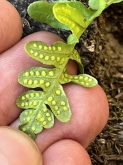Polypodium californicum