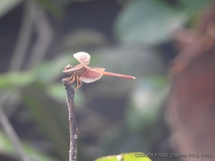 Neurothemis stigmatizans