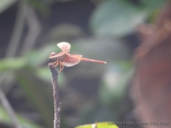 Neurothemis stigmatizans