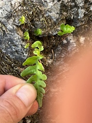 Polypodium californicum