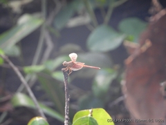 Neurothemis stigmatizans