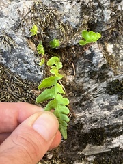 Polypodium californicum