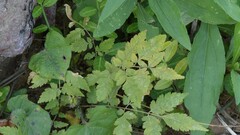Sawadaea koelreuteriae