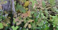 Sawadaea koelreuteriae
