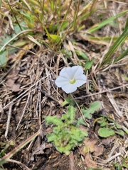 Convolvulus waitaha