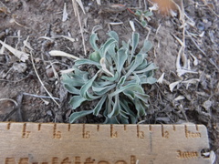 Townsendia florifera