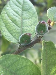 Ficus coronata