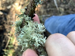 Evernia
