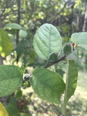 Ficus coronata