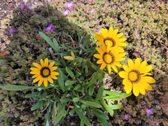 Gazania × splendens