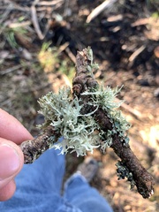 Evernia