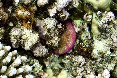 Fungia fungites