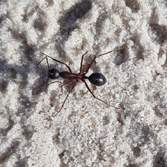 Camponotus intrepidus