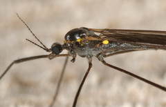 Gnophomyia