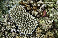 Fungia fungites