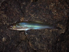 Pimelodella cristata