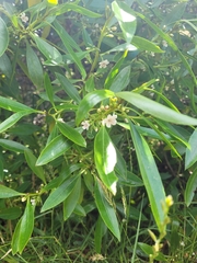 Myoporum insulare