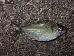 Characiformes