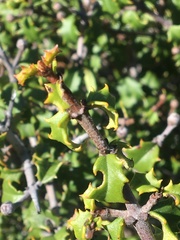 Quercus durata