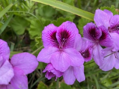 Pelargonium × hybridum
