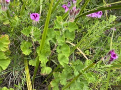 Pelargonium × hybridum