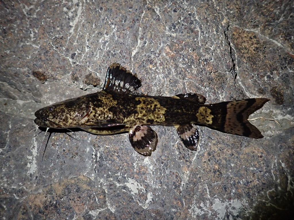 Bumblebee Catfish