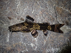 Pseudopimelodus bufonius