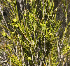 Melaleuca uncinata