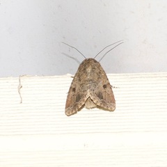 Spodoptera mauritia