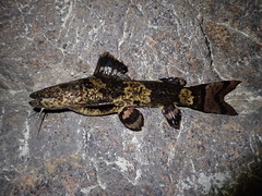 Pseudopimelodus bufonius