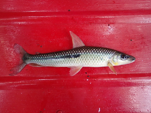 Halfline leporinus (Leporinus nigrotaeniatus) — Anostomidae — 2
