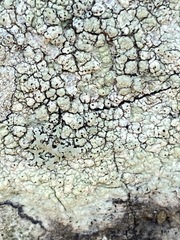 Pertusaria texana