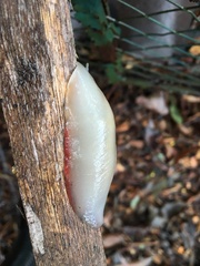 Triboniophorus graeffei