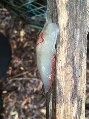 Triboniophorus graeffei