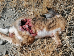 Lepus granatensis