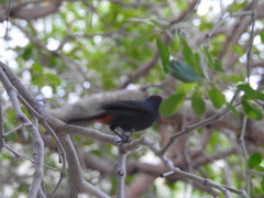 Melopyrrha violacea
