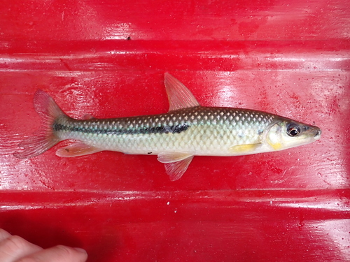 Halfline leporinus (Leporinus nigrotaeniatus) — Anostomidae