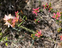 Calytrix alpestris
