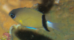 Pycnochromis retrofasciatus