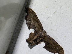 Calledapteryx dryopterata