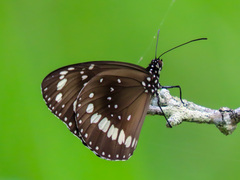 Euploea core corinna