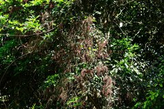 Austrosteenisia