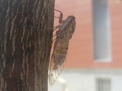 Cicada